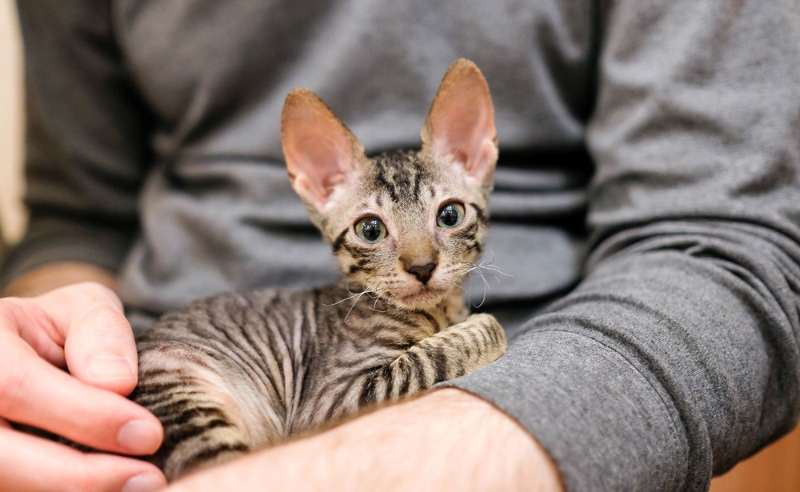 Cornish Rex kitten in the arms of a man