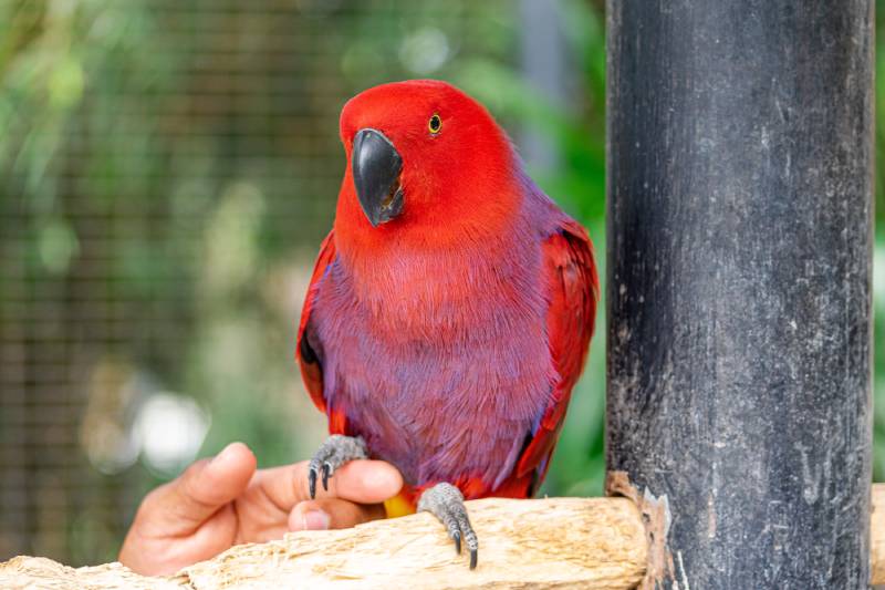 Female eclectus parrot