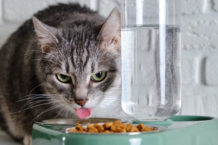 Gray senior cat eating food from bowl