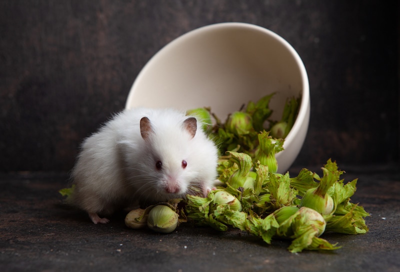 Hamster eating a bunch of brussel sprout