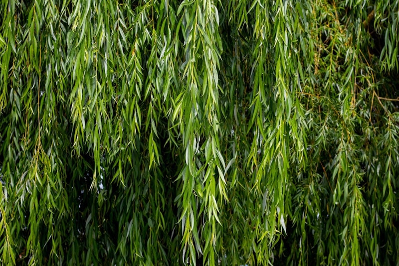 Hanging branches of a willow tree