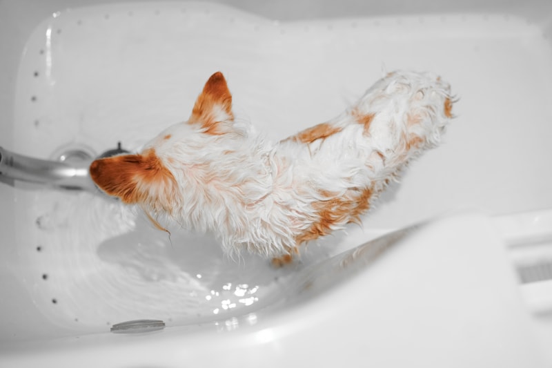 Pet Pleasant Pet Shampoo & Spray Set - lorelei getting a bath