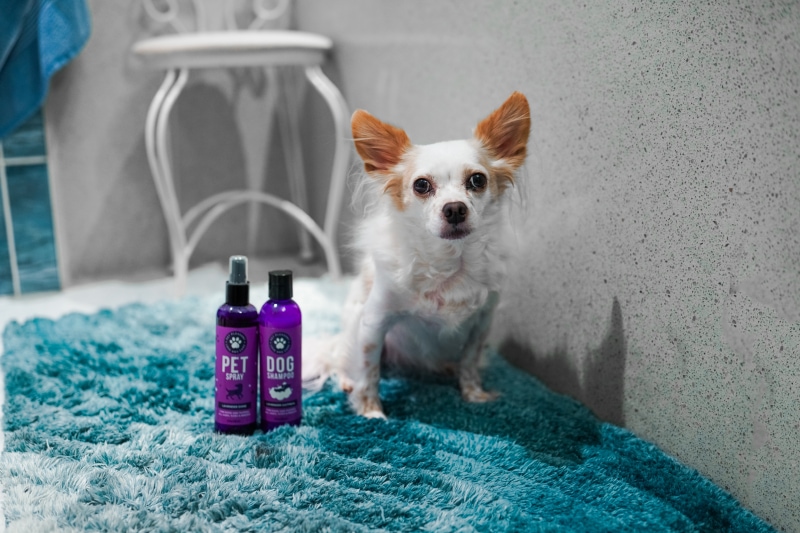 Pet Pleasant Pet Shampoo & Spray Set - lorelei sitting next to the products