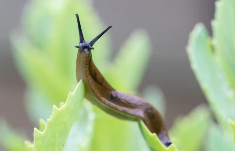 Portuguese slug - arion lusitanicus