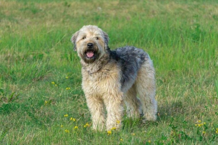Soft-coated Wheaten Terrier standing and looking directly at camera in green grass with yellow flowers