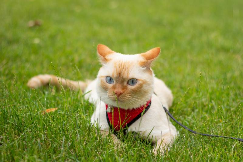 Thai (Siamese) cat red point with blue eyes and ears turned back lies on the green grass