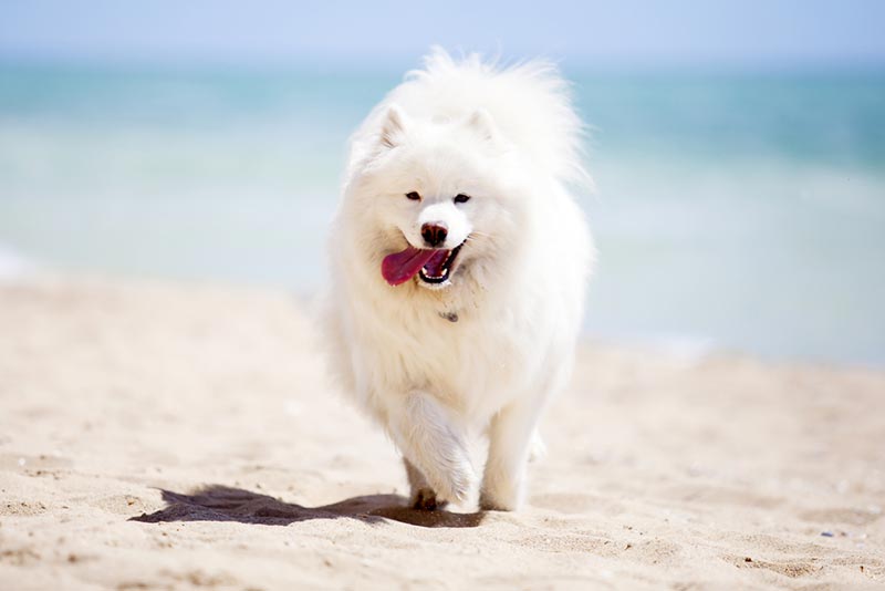 a samoyed dog running by the beach