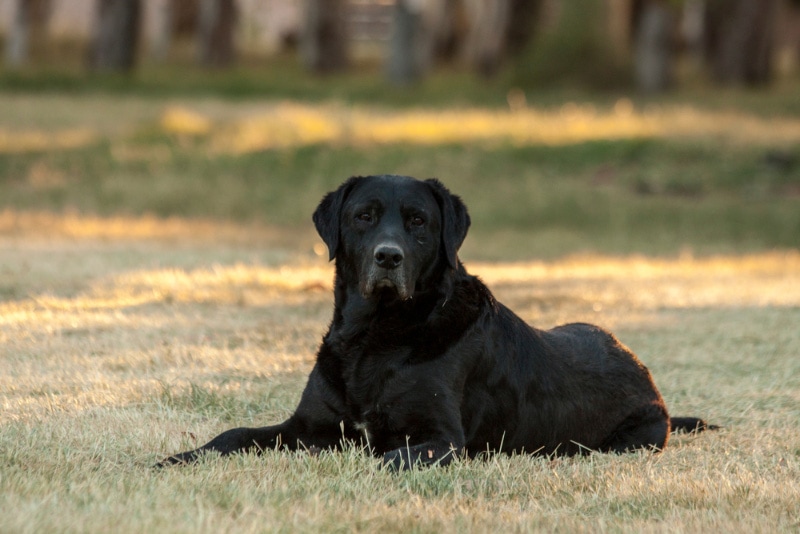 black dog lying on grass at the park