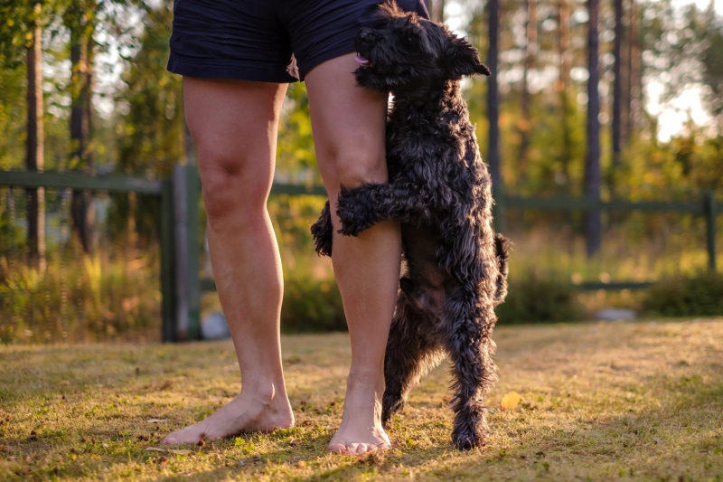 black miniature schnauzer dog humping on owner's leg