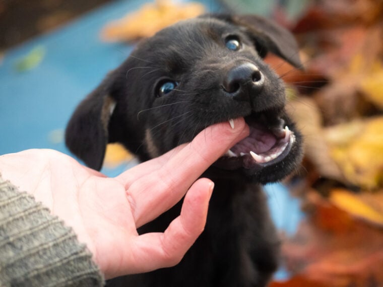 black puppy playing and biting human hand