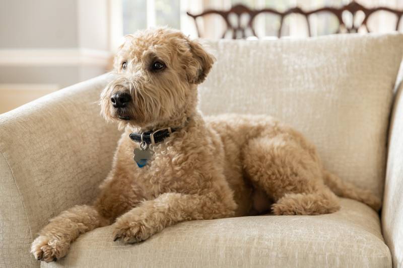 brown soft coated wheaten terrier dog laying on a brown chair with a blurred background