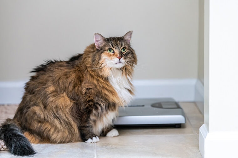 Calico maine coon cat beside a weighing scale