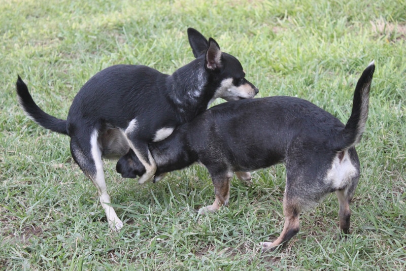 chihuahua humping on another dog