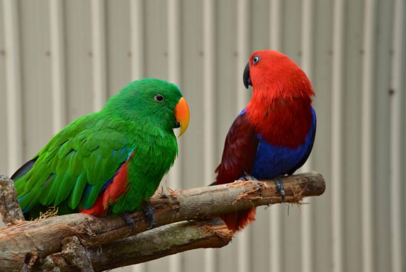 close up look of two Eclectus parrots