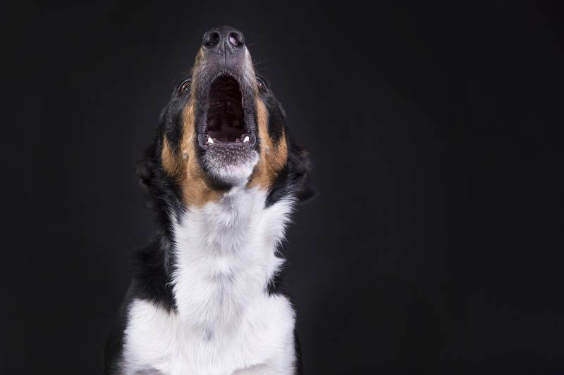 close up of a dog howling with black background