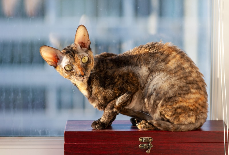 cornish rex cat sitting on a wooden box
