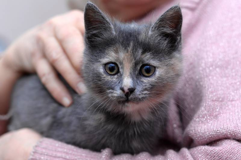 cute fluffy kitten with a tortoiseshell color