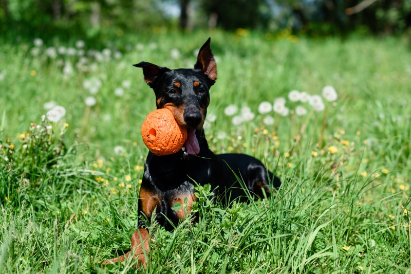 doberman pinscher puppy biting the ball toy