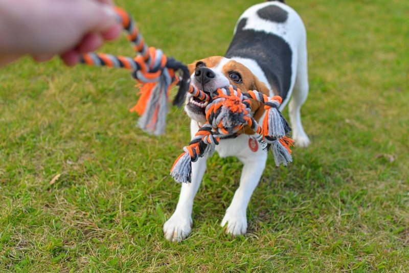 dog is playing tug-of-war with the rope