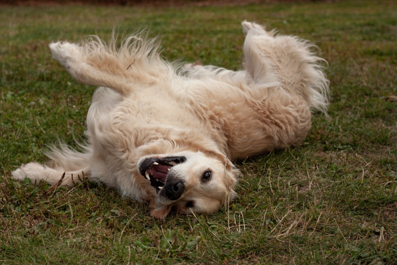 dog rolling over on a field