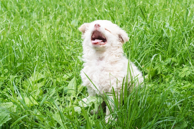 fluffy puppy sneezing