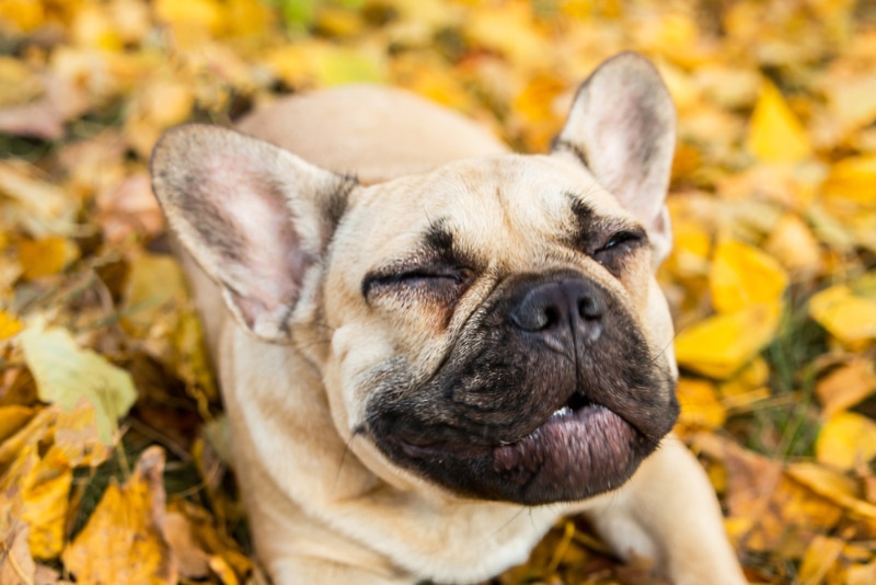 french bulldog puppy sneezing