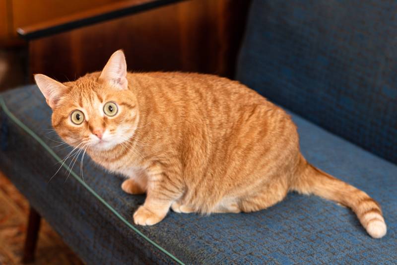 frightened, surprised red cat with big round eyes sits on the couch