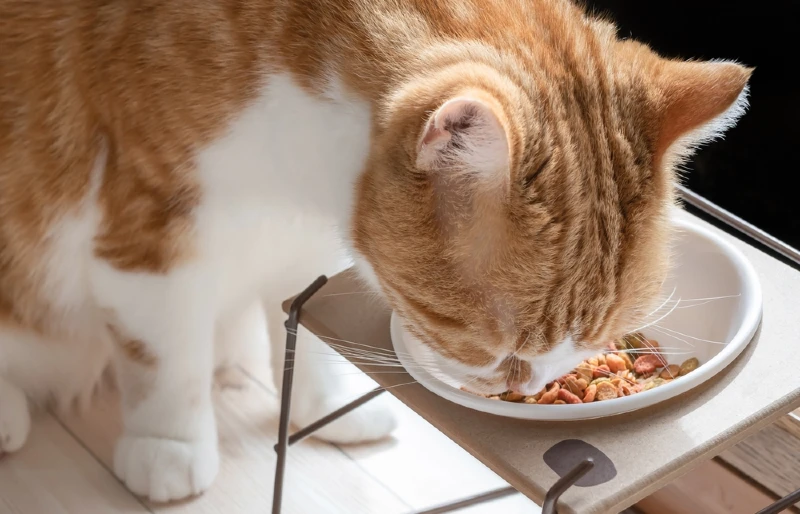 ginger cat eating cat food on elevated bowl