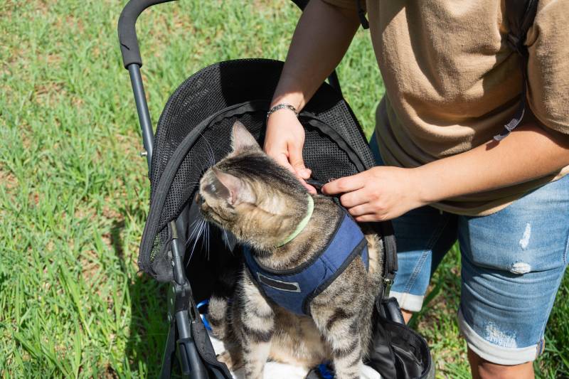 girl is putting the harness to her tabby cat sitting in her stroller