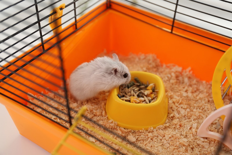 hamster eating inside cage