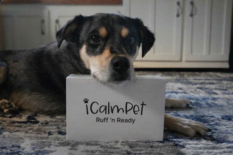 iCalmPet Ruff n' Ready Speaker - He leans his head against the chest