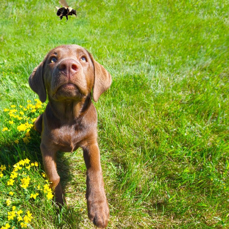 labrador puppy looking at the bee