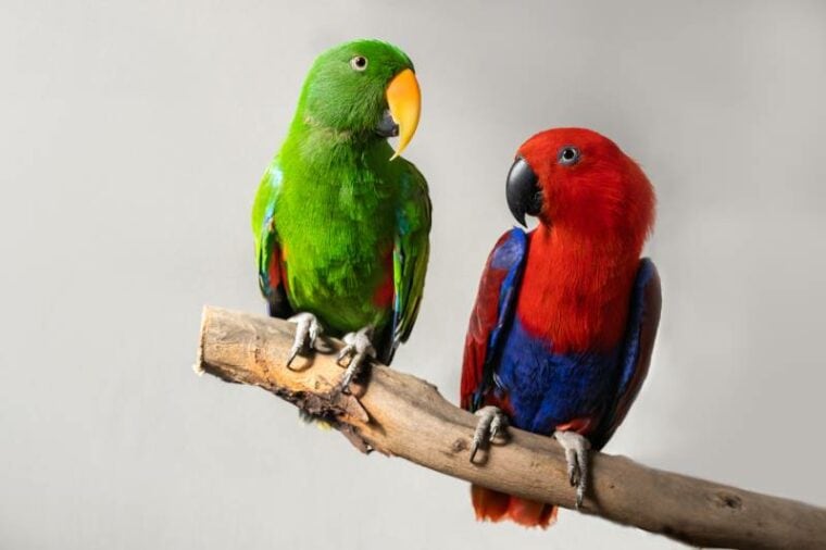 male green eclectus parrot the other is a female red and blue eclectus parrot