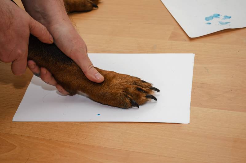 man presses his pets paw against a white sheet of paper on the floor