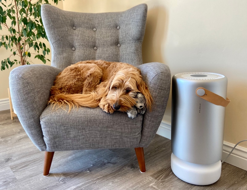 molekule air purifier - micah sleeping on the couch next to the product