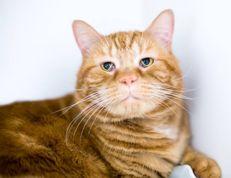 orange tabby domestic shorthair cat with haw's syndrome where the third eyelid is covering part of the eye