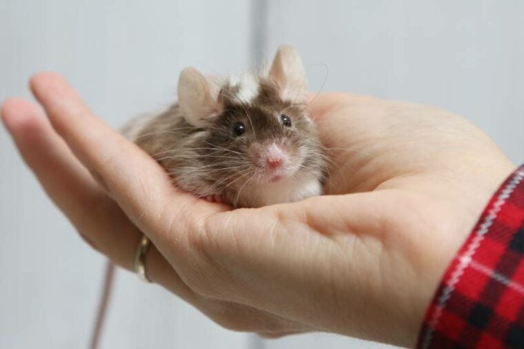 pet mouse on owners hand