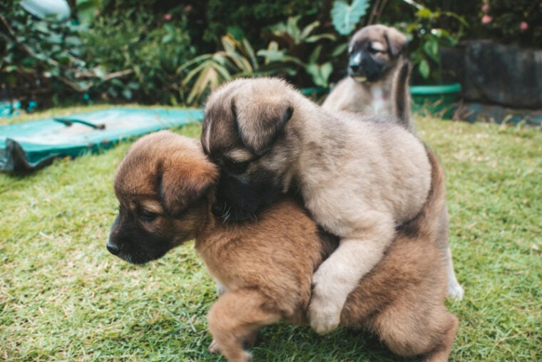 puppy mounting another puppy