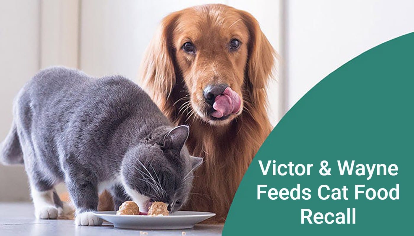recall cat victor wayne feeds