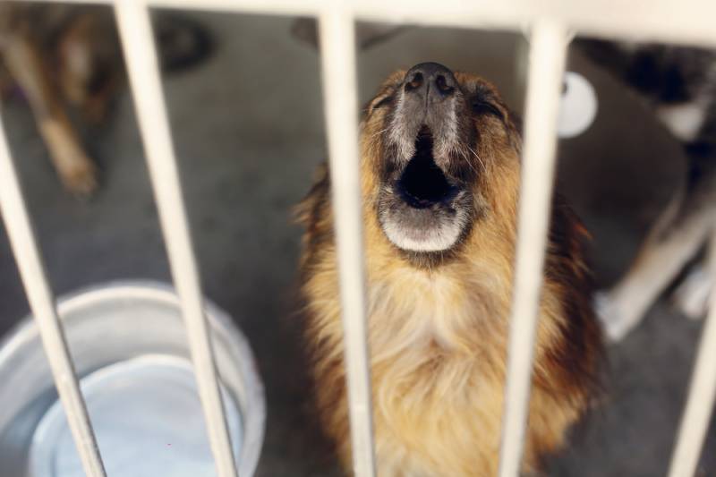 sad dog crying howling in its cage
