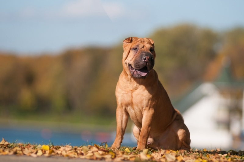 shar pei dog sitting on grass with fallen leaves