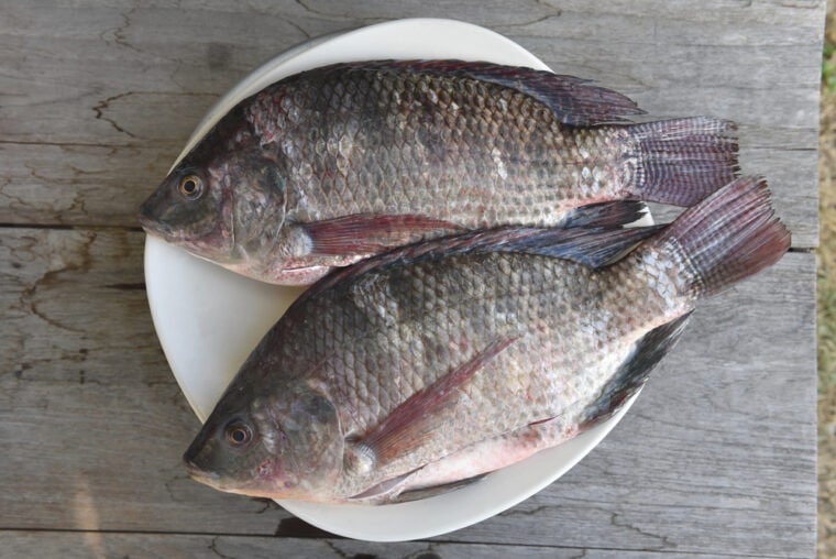 two raw nile tilapia fish on white dish