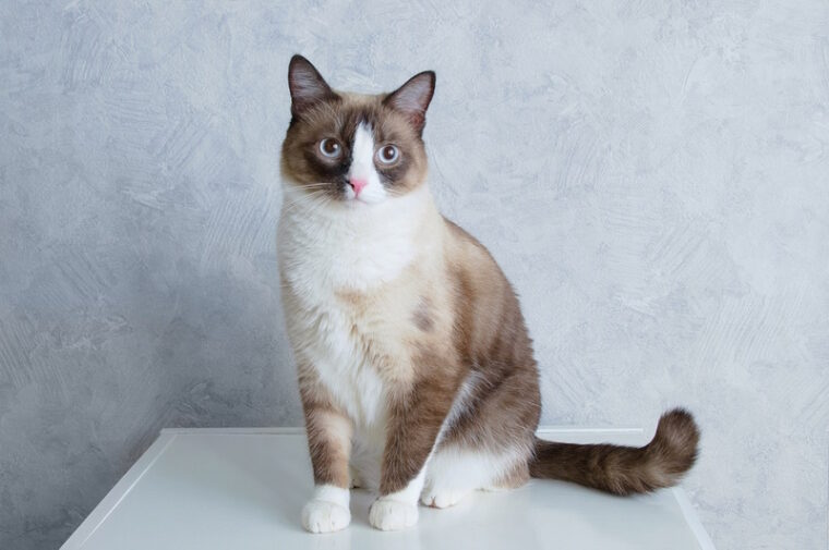 snowshoe cat sitting on the table