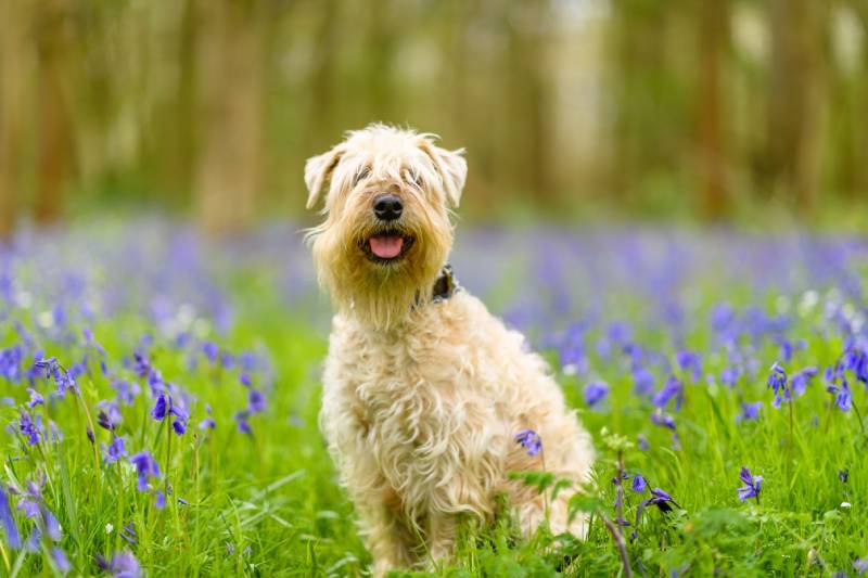 soft coated Wheaten Terrier dog sitting in grassy ground and looking at camera