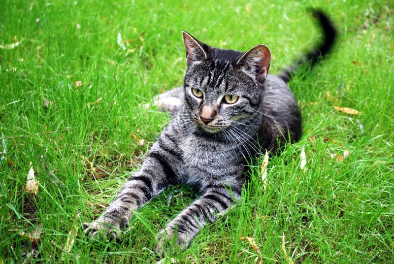 tabby cat lying on the grass with whipping tail