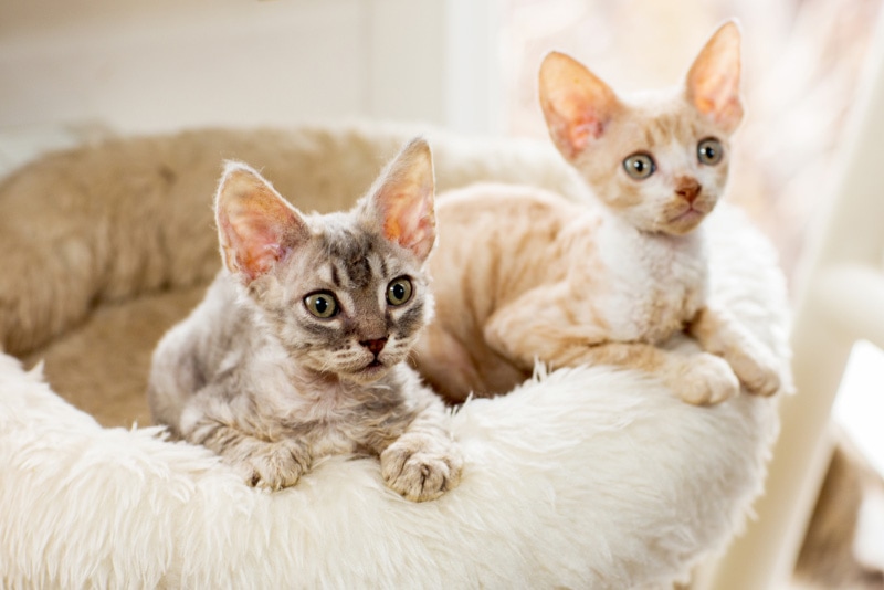 two cornish rex kittens on a cat bed