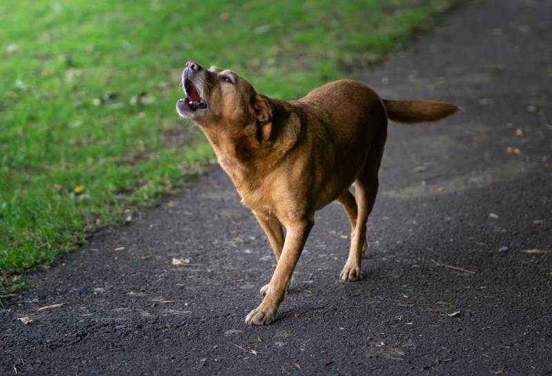 unleashed labrador retriever dog howling outdoors