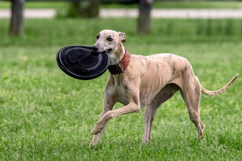 whippet dog carrying frisbee at dog park