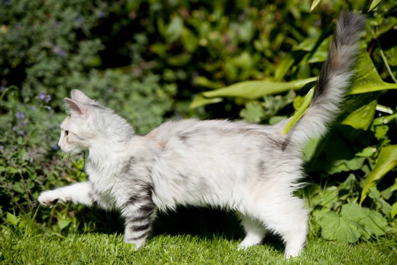 white with gray cat walking in front of bushes on the grass
