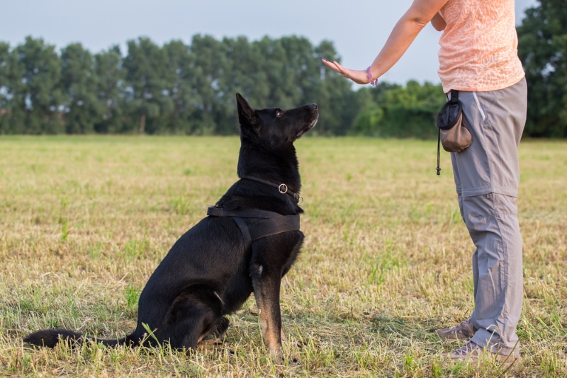 woman giving stay command to a black german shepherd dog